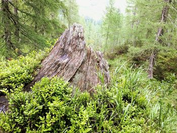 Plants growing on tree stump in forest