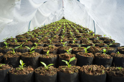 Potted plants in greenhouse