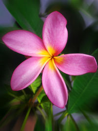 Close-up of pink frangipani flowers