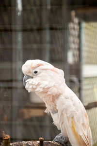 Moluccan cockatoo cacatua moluccensis is endemic to the seram archipelago in eastern indonesia