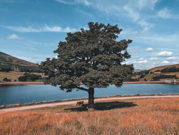 Tree by lake against sky