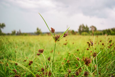 Close-up of flowering plants on land