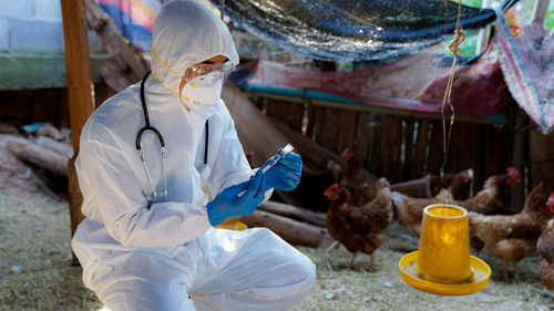 Veterinarians wear ppe clothing to vaccinate with chicken flu virus, veterinary medicine.