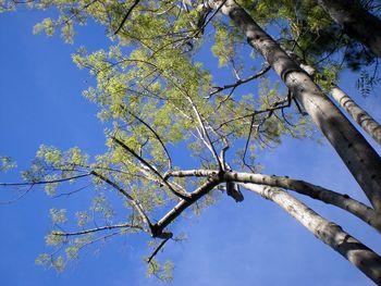 Low angle view of trees against blue sky