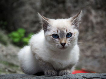 Portrait of cat sitting outdoors