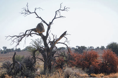 Low angle view of bird perching on tree