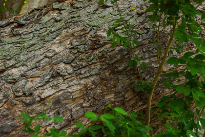 Close-up of lichen on tree trunk