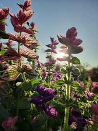 Close-up of pink flowering plant against sky