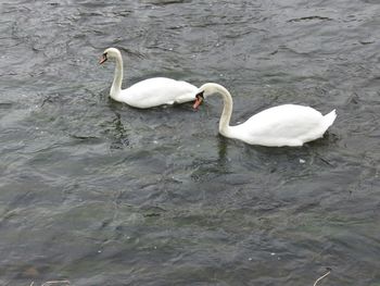 Swan swimming in lake