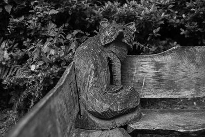 High angle view of plant