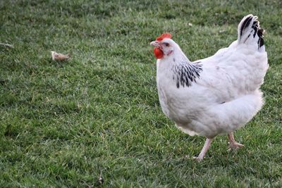 Close-up of bird on grassy field