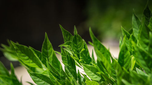 Close-up of fresh green plant
