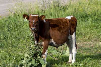 Young bull with spotted color grazes on lawn. looks at camera.