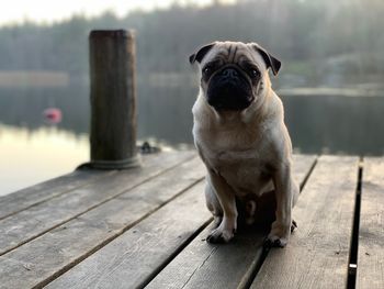 Portrait of dog sitting on table