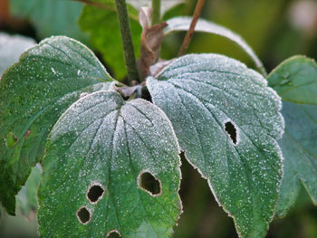 Close-up of ice crystals on leaves