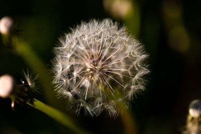 Close-up of dandelion against blurred background