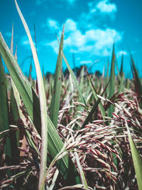 Close-up of plants growing on field against sky