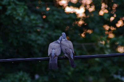 Close-up of birds mating on cable