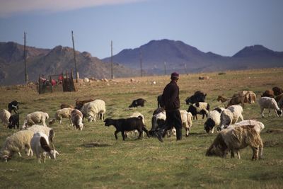 Sheep grazing on grassy field