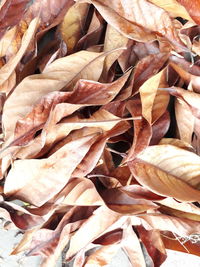 Full frame shot of dried autumn leaves