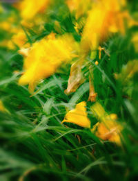 Close-up of yellow flower
