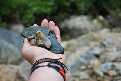 Close-up of hand holding squirrel on rock