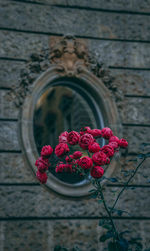 Close-up of red rose against wall