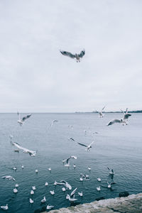 Seagulls flying over sea against sky