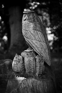 Close-up side view of bird