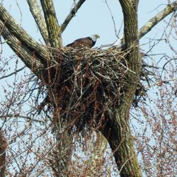 Low angle view of bird nest on tree