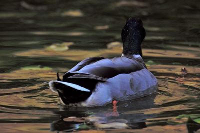 Close-up of duck swimming on lake