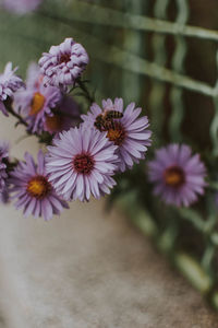Close-up of bee pollinating flower