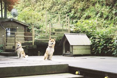 Portrait of dogs against dog house