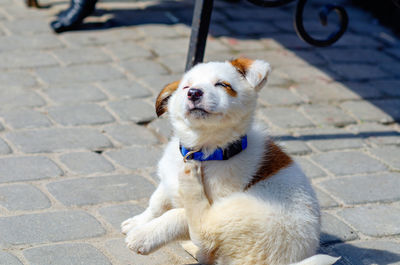 Little cute white dog with red spots basking in sun. dog closed his eyes and scratched his neck.