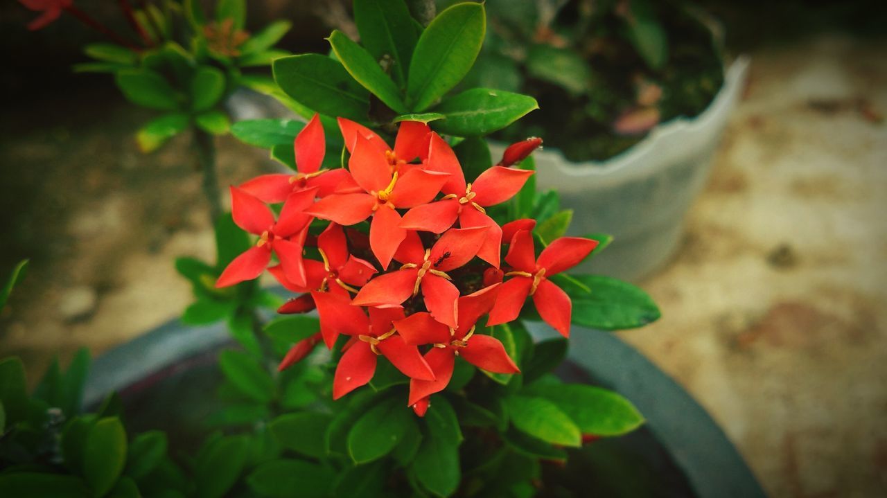 flower, red, growth, fragility, petal, nature, beauty in nature, freshness, blooming, ixora, flower head, leaf, plant, close-up, green color, no people, day, outdoors