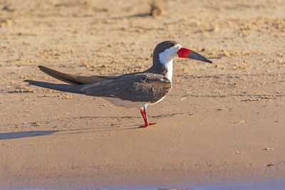 Black skimmer on a tropical sandbar pantanal national park in brazil