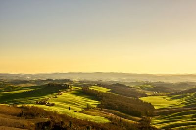 Scenic view of agricultural field against clear sky