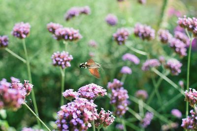 Close-up of insect on pink flowering plant