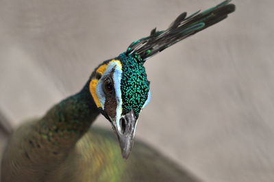 Close-up of peacock