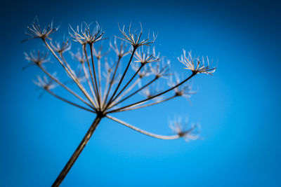 Low angle view of dried plant against blue sky