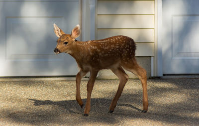 Deer walking on road against wooden wall