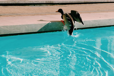 Man in swimming pool