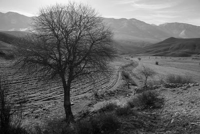 Bare tree on field against sky