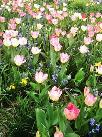 Close-up of pink flowering plants