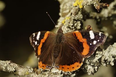 Close-up of red admiral sunbathing on old tree trunk  flower