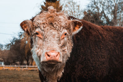 Close-up portrait of a horse