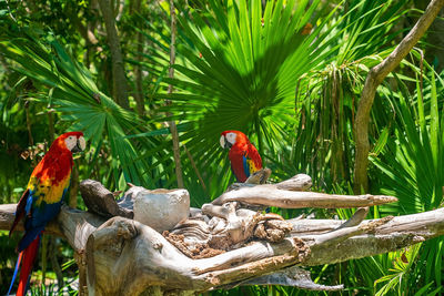 Two red macaw parrots perching on tree bark in xcaret ecotourism park