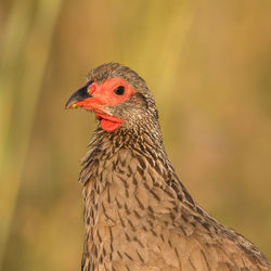 Close-up of a bird looking away