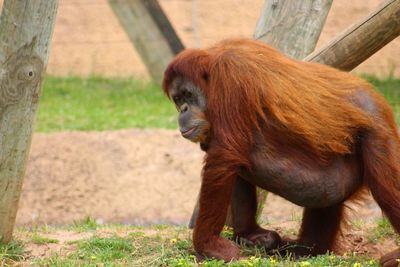 Orangutan walking in zoo