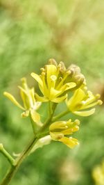 Close-up of yellow flowering plant